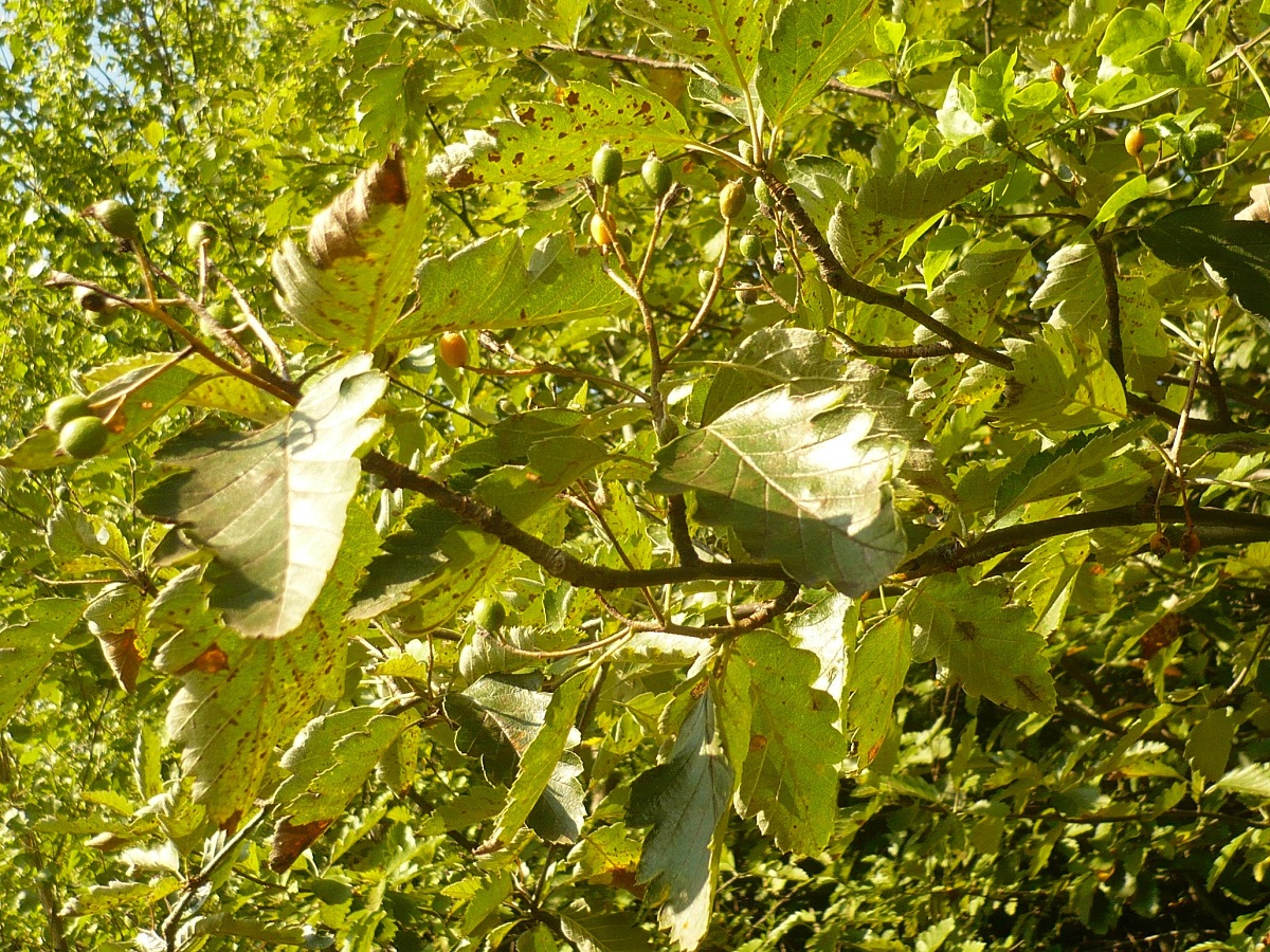 Sorbus mougeotii (Rosaceae)